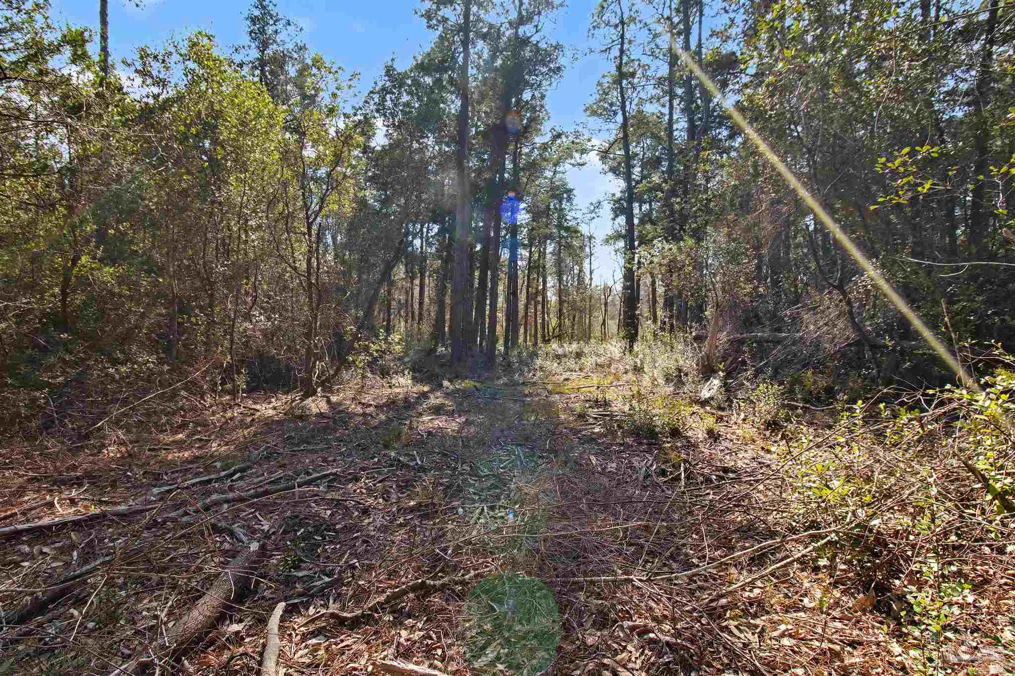 10736 County Road 83 Elberta, AL 36530 - Photo 4 of 15 a view of water covered with large trees