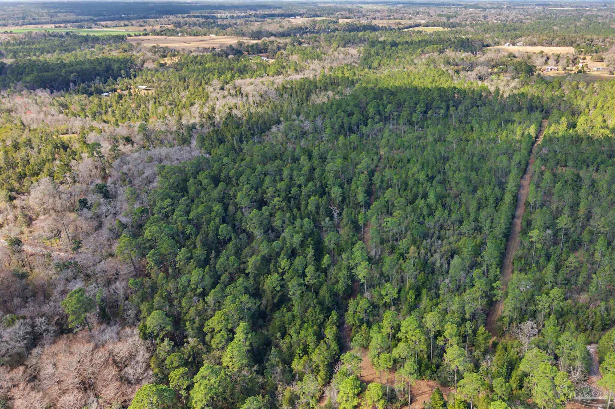 10736 County Road 83 Elberta, AL 36530 - Photo 6 of 15 a view of a lake from a forest