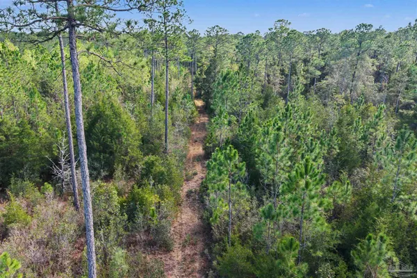 a view of a forest with a street