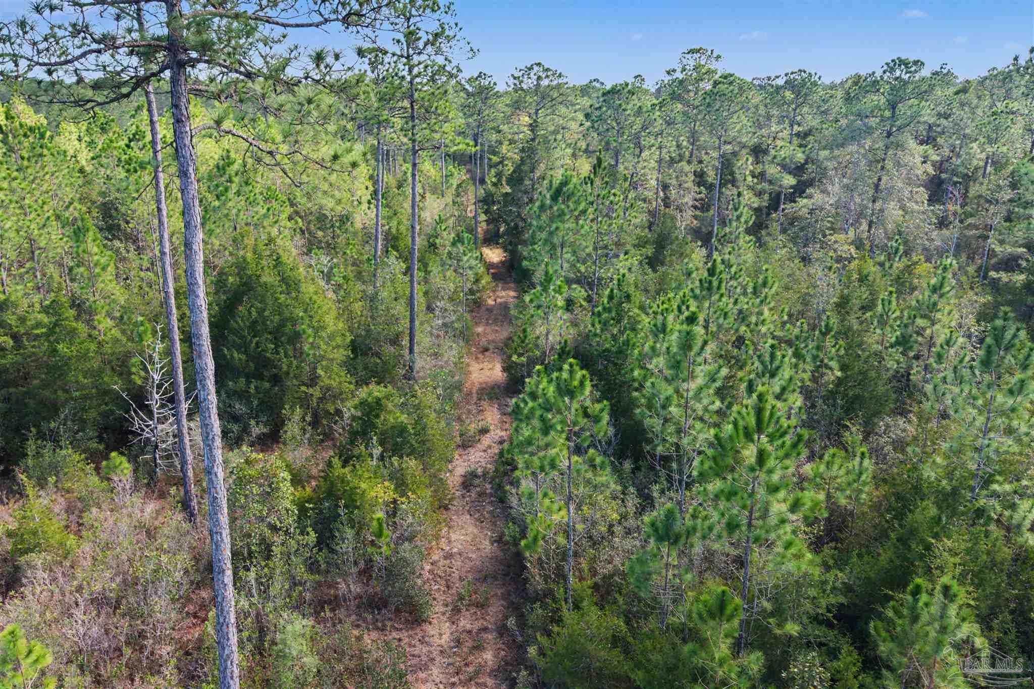 10736 County Road 83 Elberta, AL 36530 - Photo 8 of 15 a view of a forest with a street