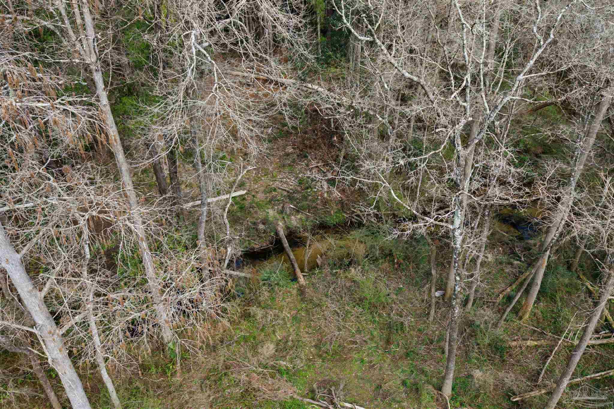 10736 County Road 83 Elberta, AL 36530 - Photo 9 of 15 a view of a yard with plants and large trees