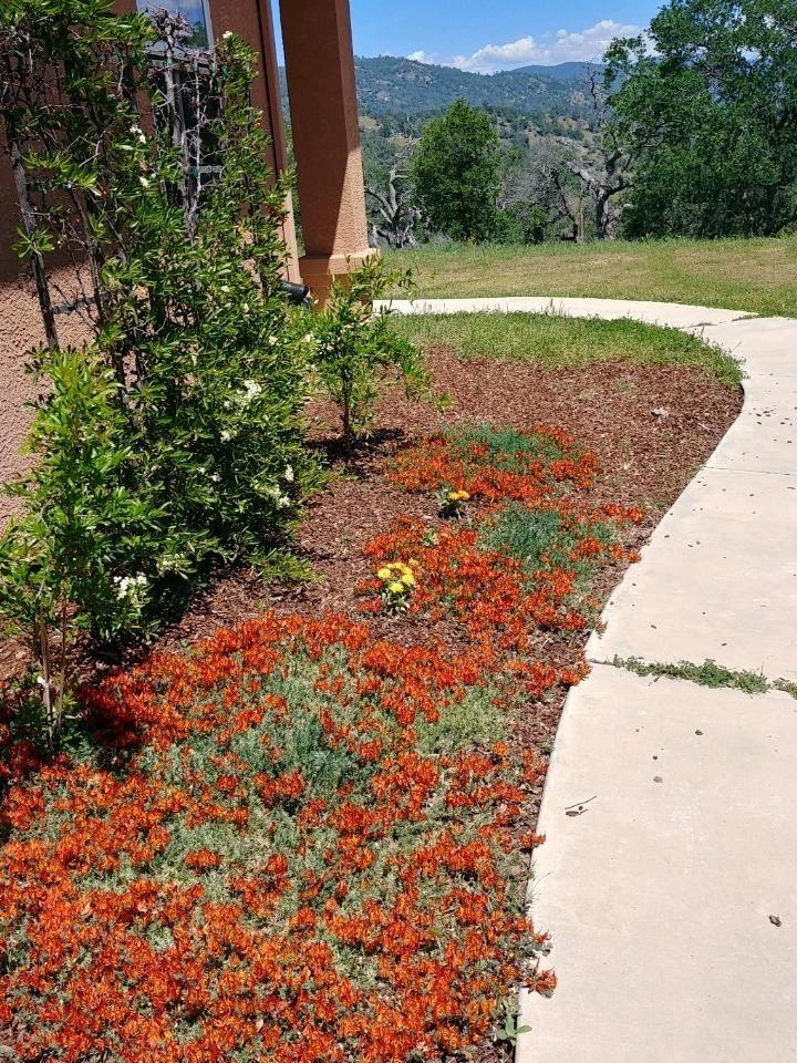 50070 Butterfield Stage Road O'Neals, CA 93645 - Photo 39 of 55 Flowers in bloom in springtime.....