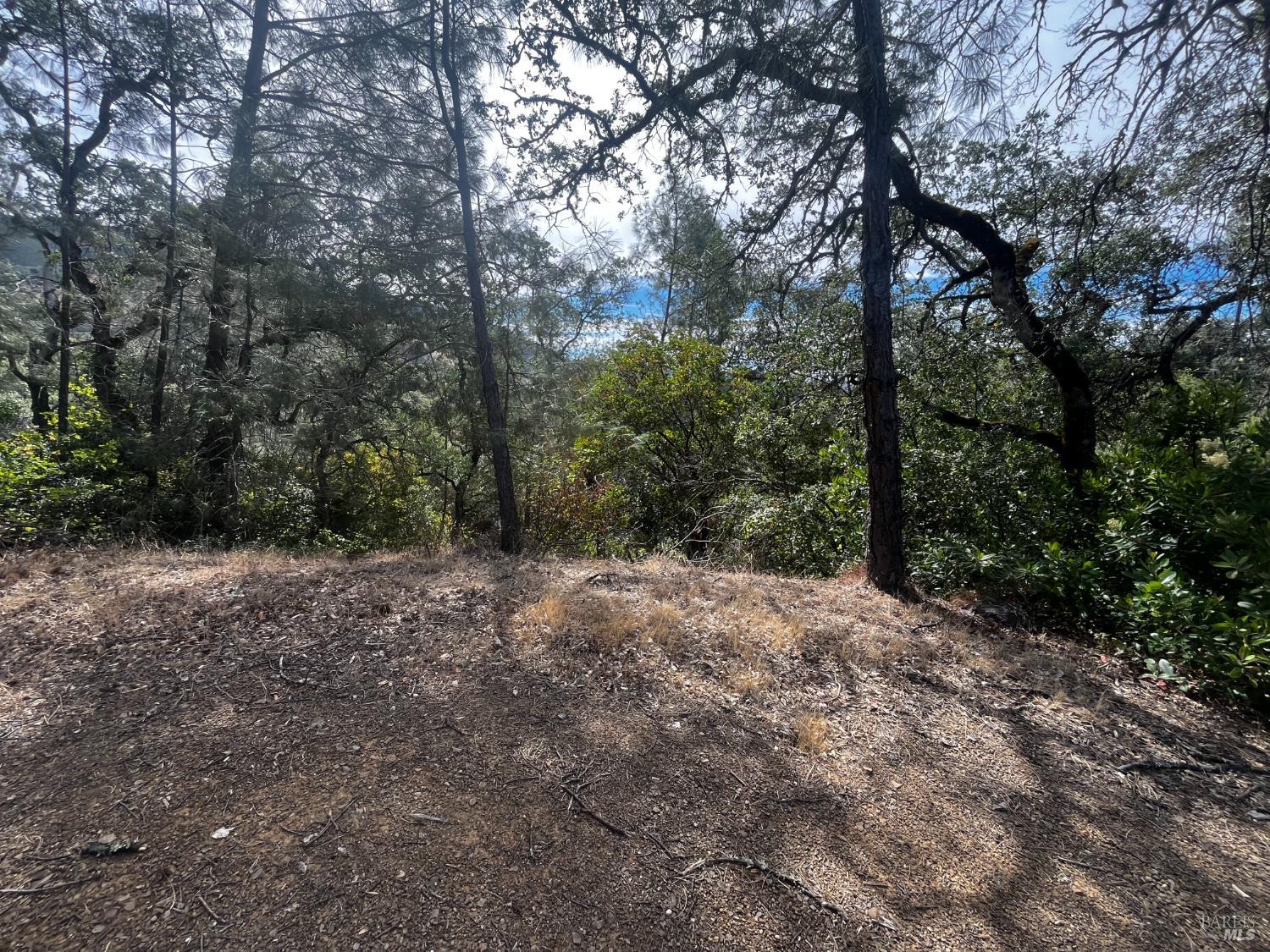 7208 East Butte Street Nice, CA 95464 - Photo 1 of 4 a view of a forest with trees in the background