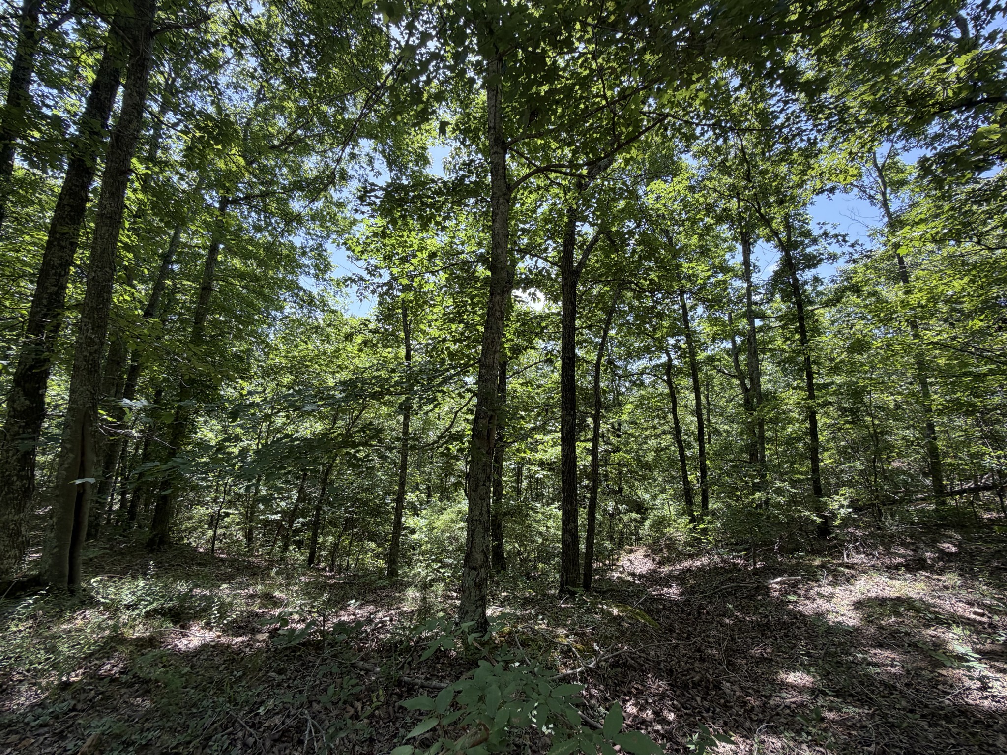 215 Bar Bee Road Hohenwald, TN 38462 - Photo 39 of 51