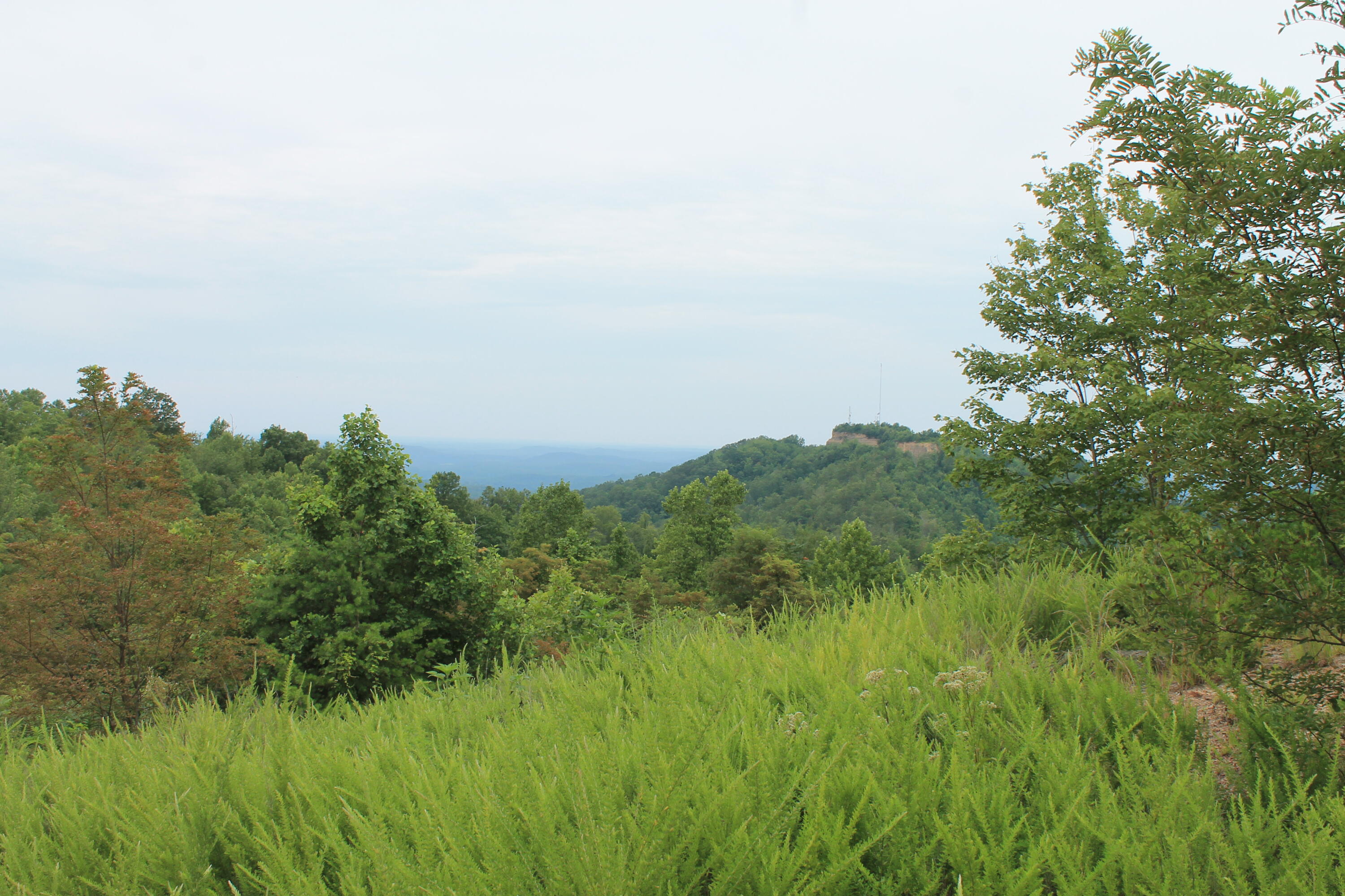 2 Straight Fork Road, Unit TRACT 2 Huntsville, TN 37756 - Photo 8 of 13 Tract 2 (1)