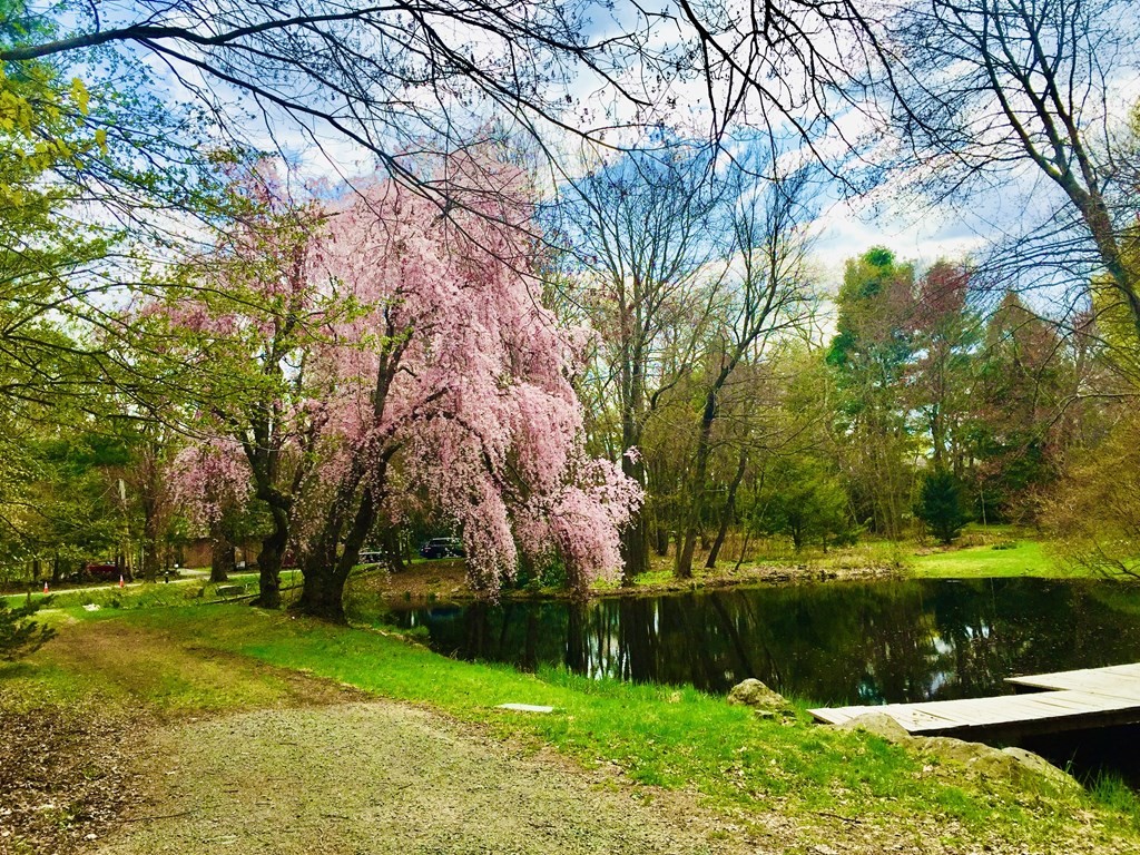 2 Field Road Lexington, MA 02421 - Photo 32 of 32 a view of a park