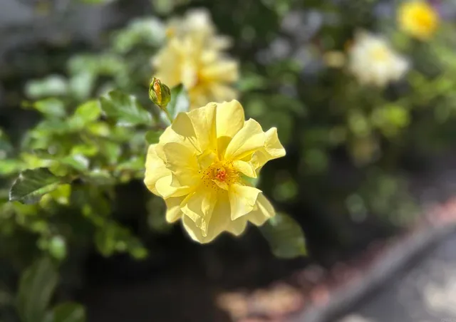 a view of a house with porch and garden