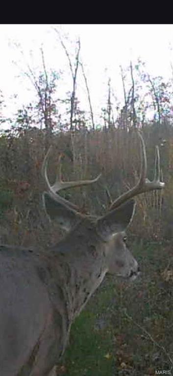 Off Off Highway Annapolis, MO 63620 - Photo 65 of 65