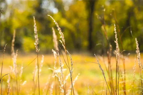 $600,000 | Tbd Southeast 10th Road, Golden City, MO 64748