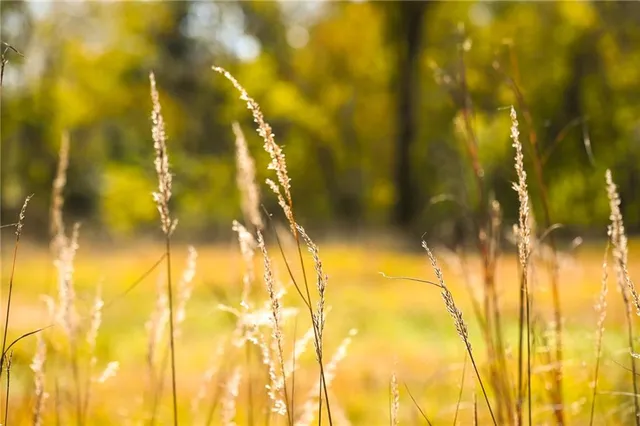 $743,500 | Tbd Southeast 10th Road, Golden City, MO 64748