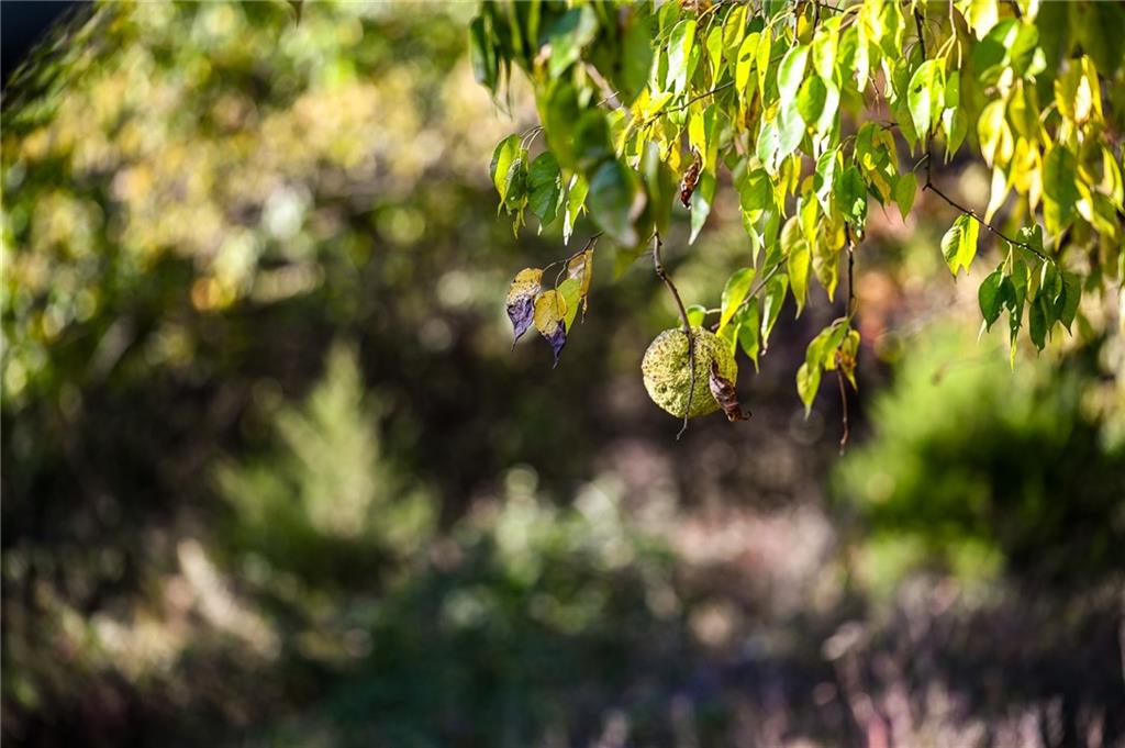 Tbd Southeast 10th Road Golden City, MO 64748 - Photo 39 of 48