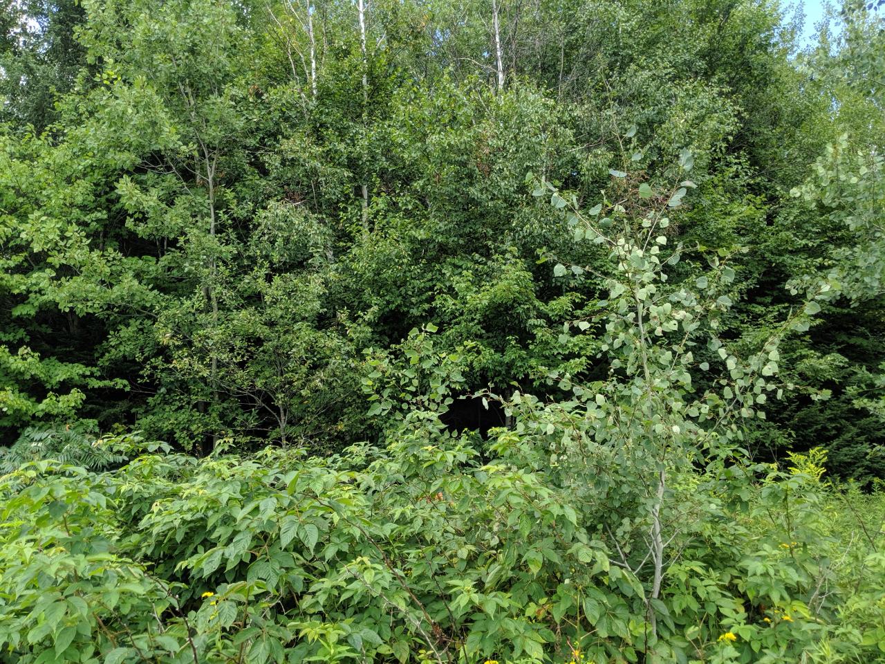 Lot 27 Shady Knoll Road Park Falls, WI 54552 - Photo 13 of 18 Gallery Image 13