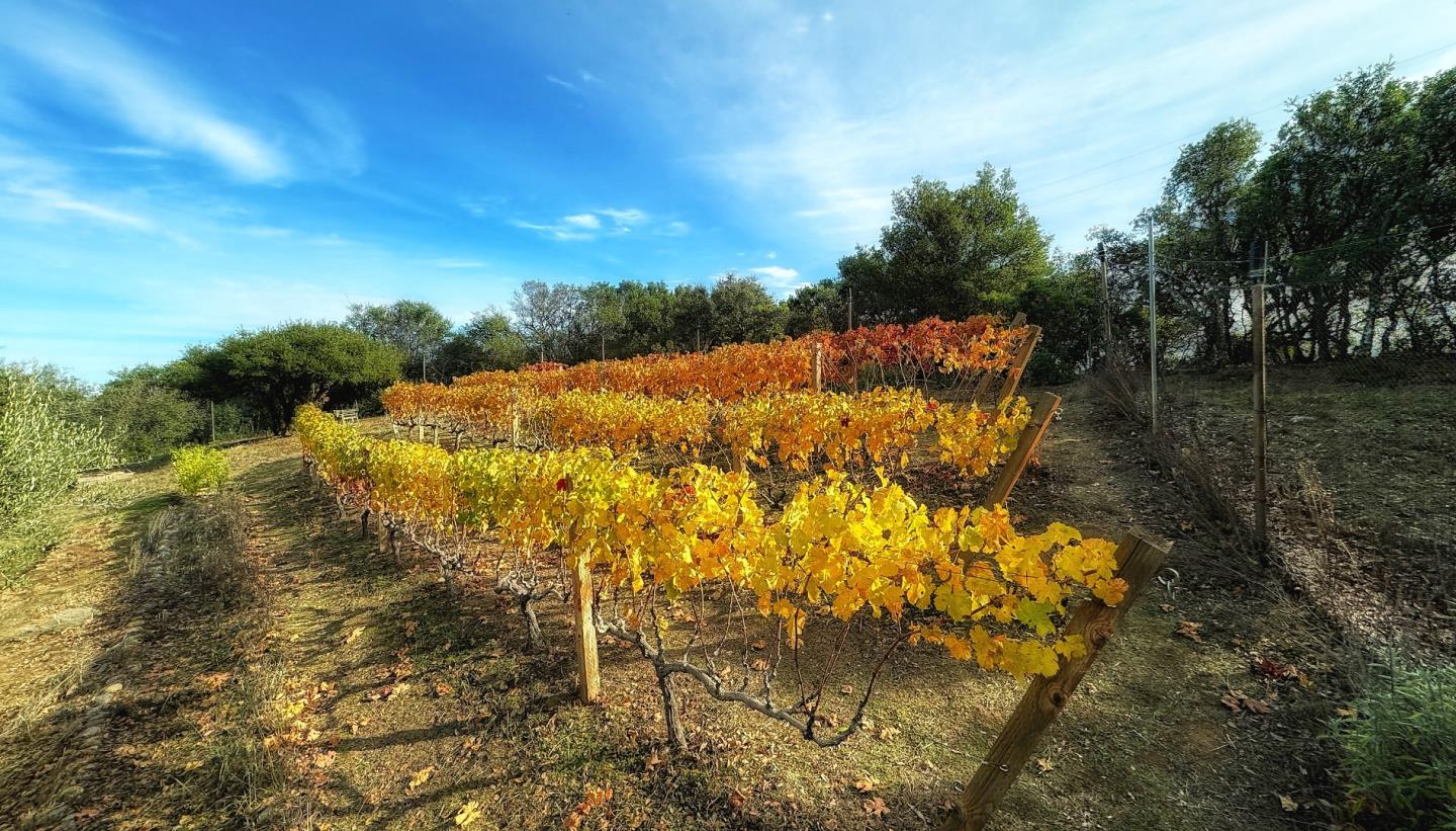 17035 Bohlman Road Saratoga, CA 95070 - Photo 4 of 27 a view of an outdoor space and a yard