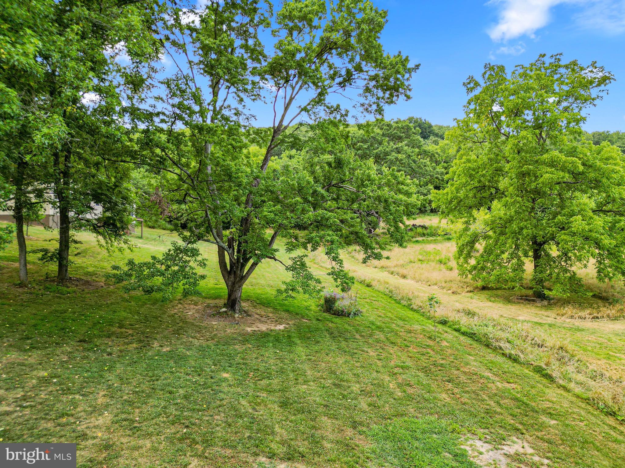 12336 Moss Hollow Road Markham, VA 22643 - Photo 39 of 43 A verity of different trees on the property.