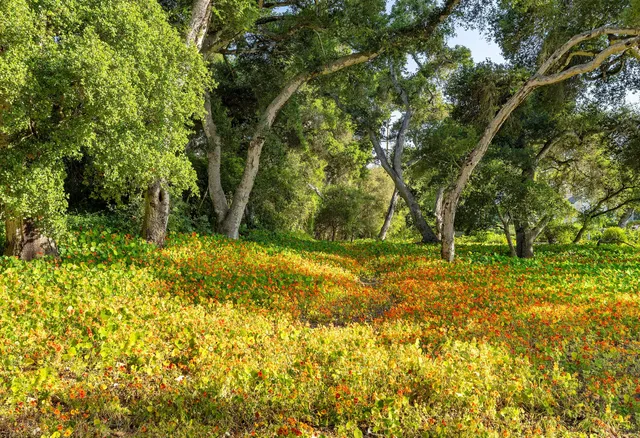 a view of backyard with green space