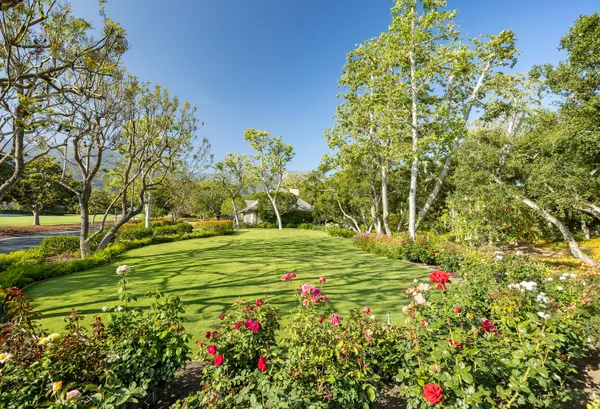 a view of a tree with a yard