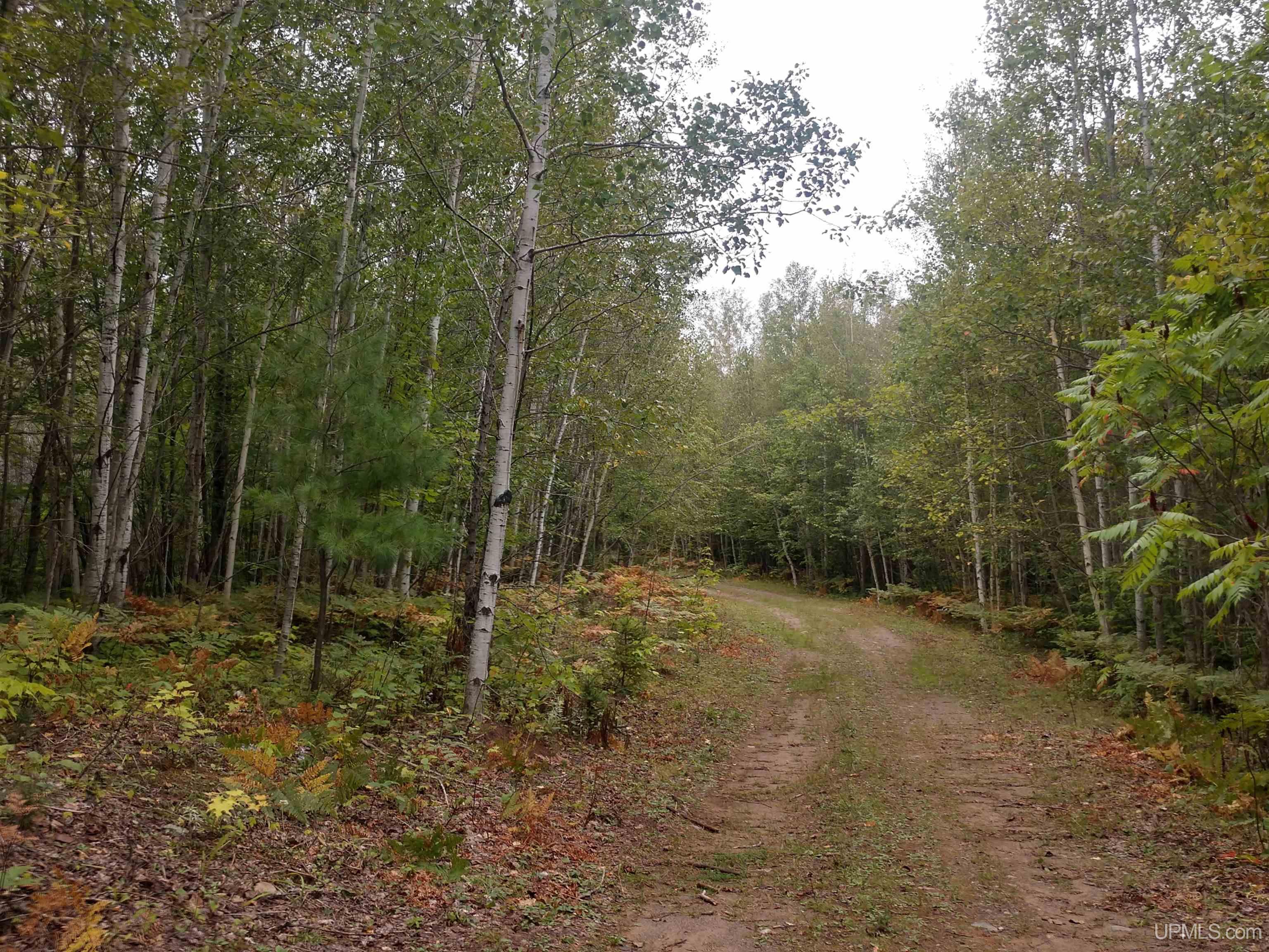 80-acres Grant Lake Road Republic, MI 49879 - Photo 9 of 17 Gallery Image 9