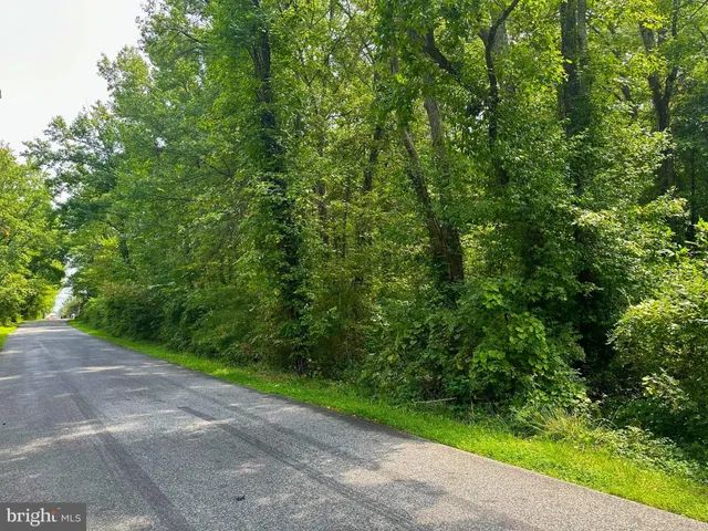 a view of a road with a tree