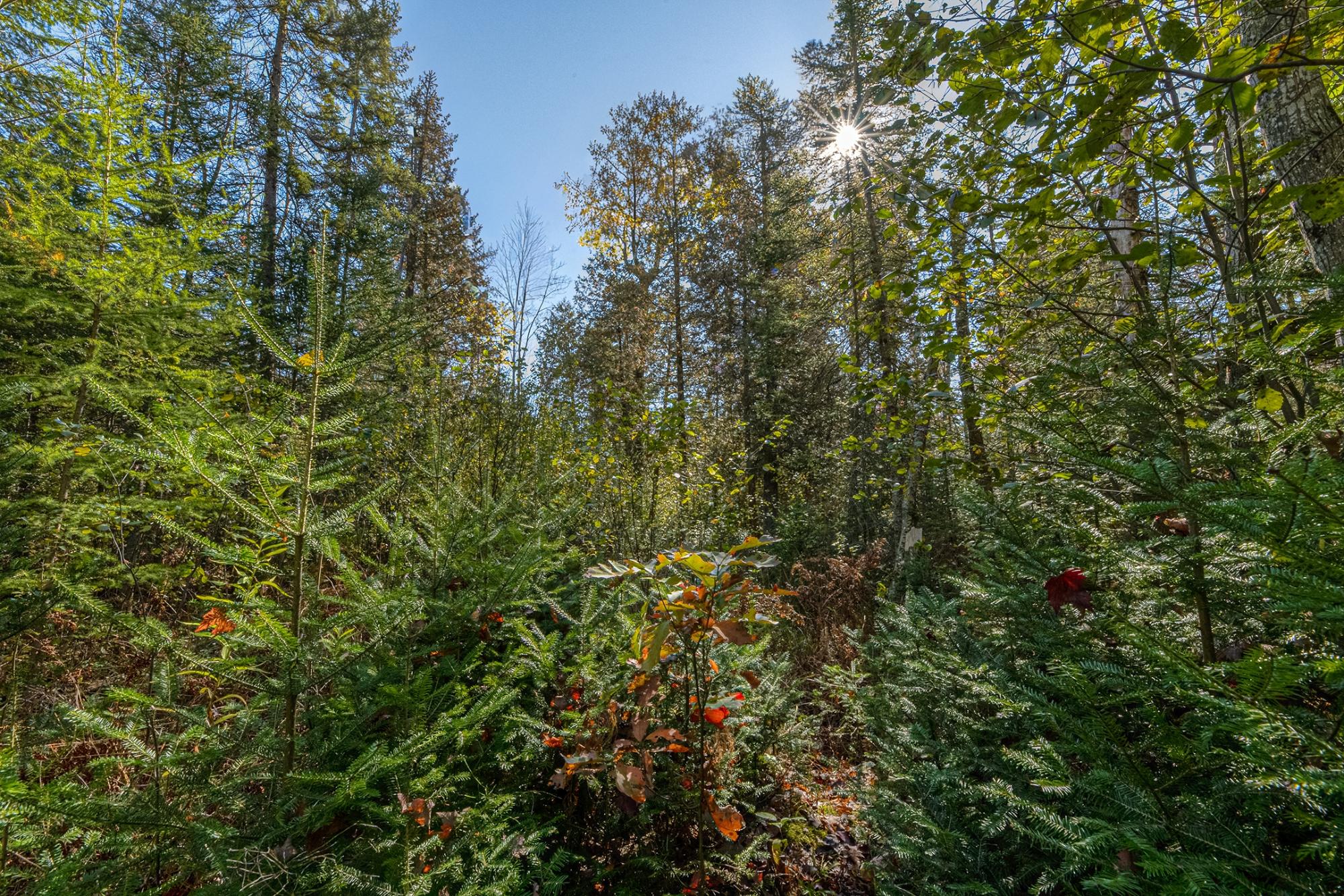 On On Balsam Lane Rhinelander, WI 54501 - Photo 6 of 10 Gallery Image 6