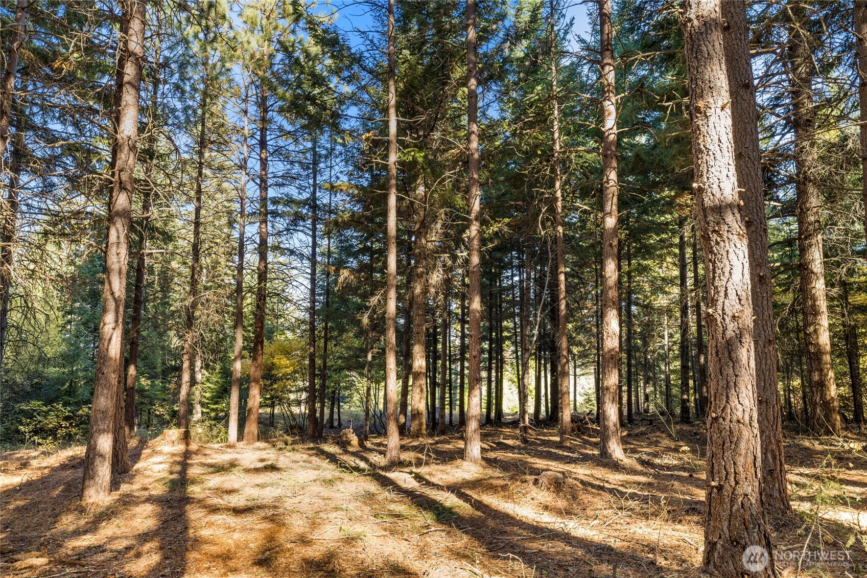 430 Iron Monarch Loop Cle Elum, WA 98922 - Photo 12 of 35 a view of outdoor space with trees