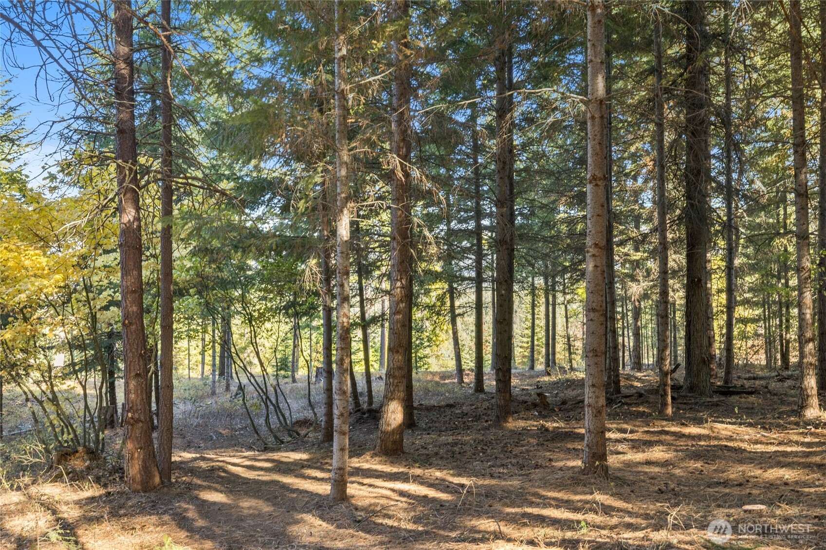 430 Iron Monarch Loop Cle Elum, WA 98922 - Photo 13 of 35 a backyard of a house with lots of green space