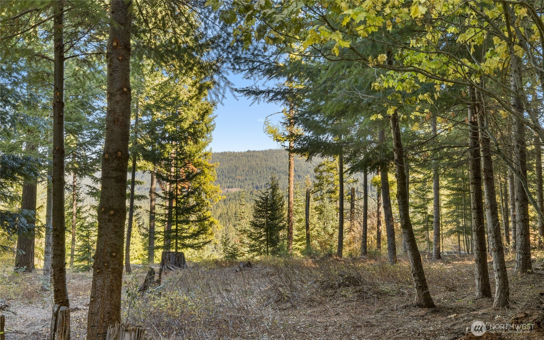 430 Iron Monarch Loop Cle Elum, WA 98922 - Photo 5 of 35 a view of a yard with trees