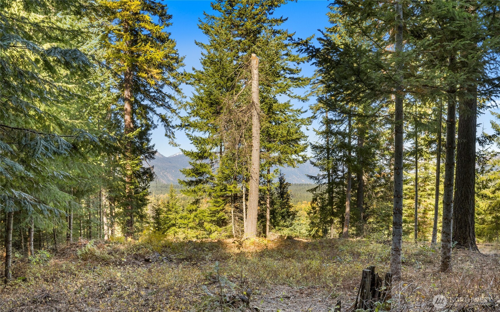 430 Iron Monarch Loop Cle Elum, WA 98922 - Photo 6 of 35 a view of a yard with trees