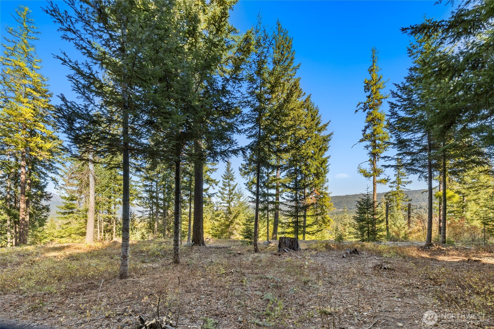 430 Iron Monarch Loop Cle Elum, WA 98922 - Photo 7 of 35 a view of a yard with trees