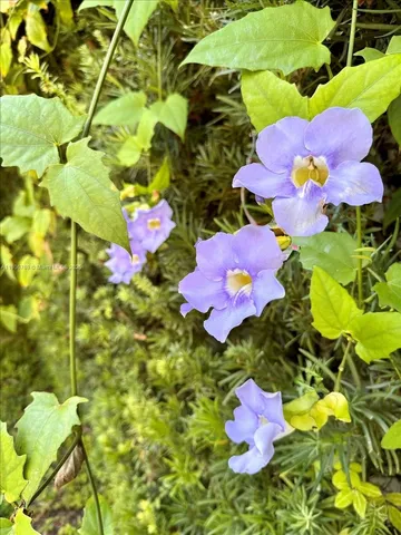 $1,239,000 | 617 Northeast 191st Street, Miami, FL 33179