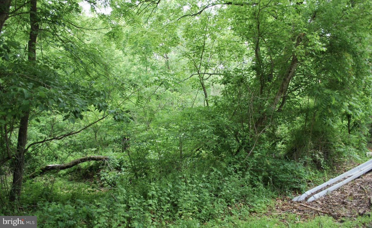Carrs Mill Road Woodbine, MD 21797 - Photo 3 of 3 a view of a forest with lots of trees