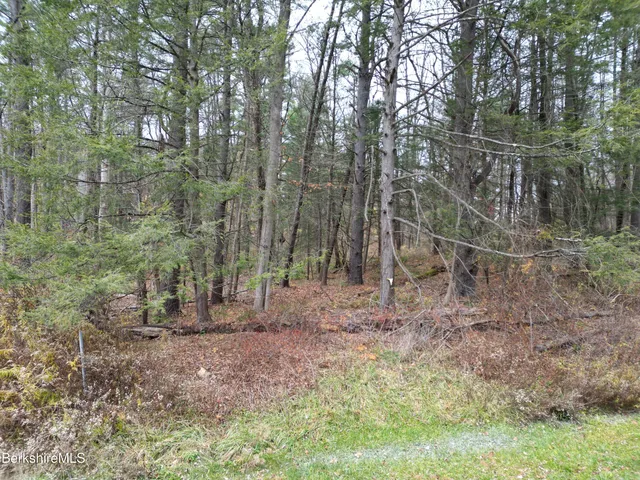 a view of a forest with trees