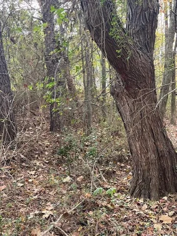 a view of a yard with trees