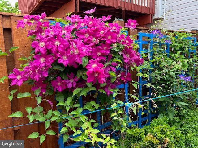 3404 Epic Gate Bowie, MD 20716 - Photo 45 of 47 Back Yard Garden - When In Bloom