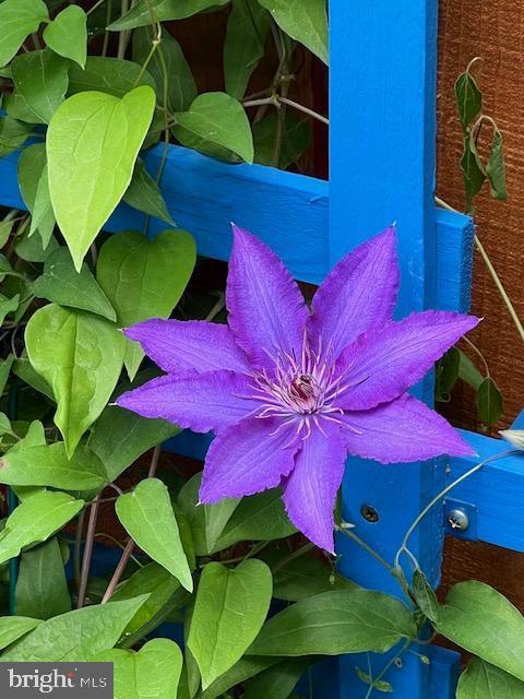 3404 Epic Gate Bowie, MD 20716 - Photo 47 of 47 Back Yard Garden - When In Bloom