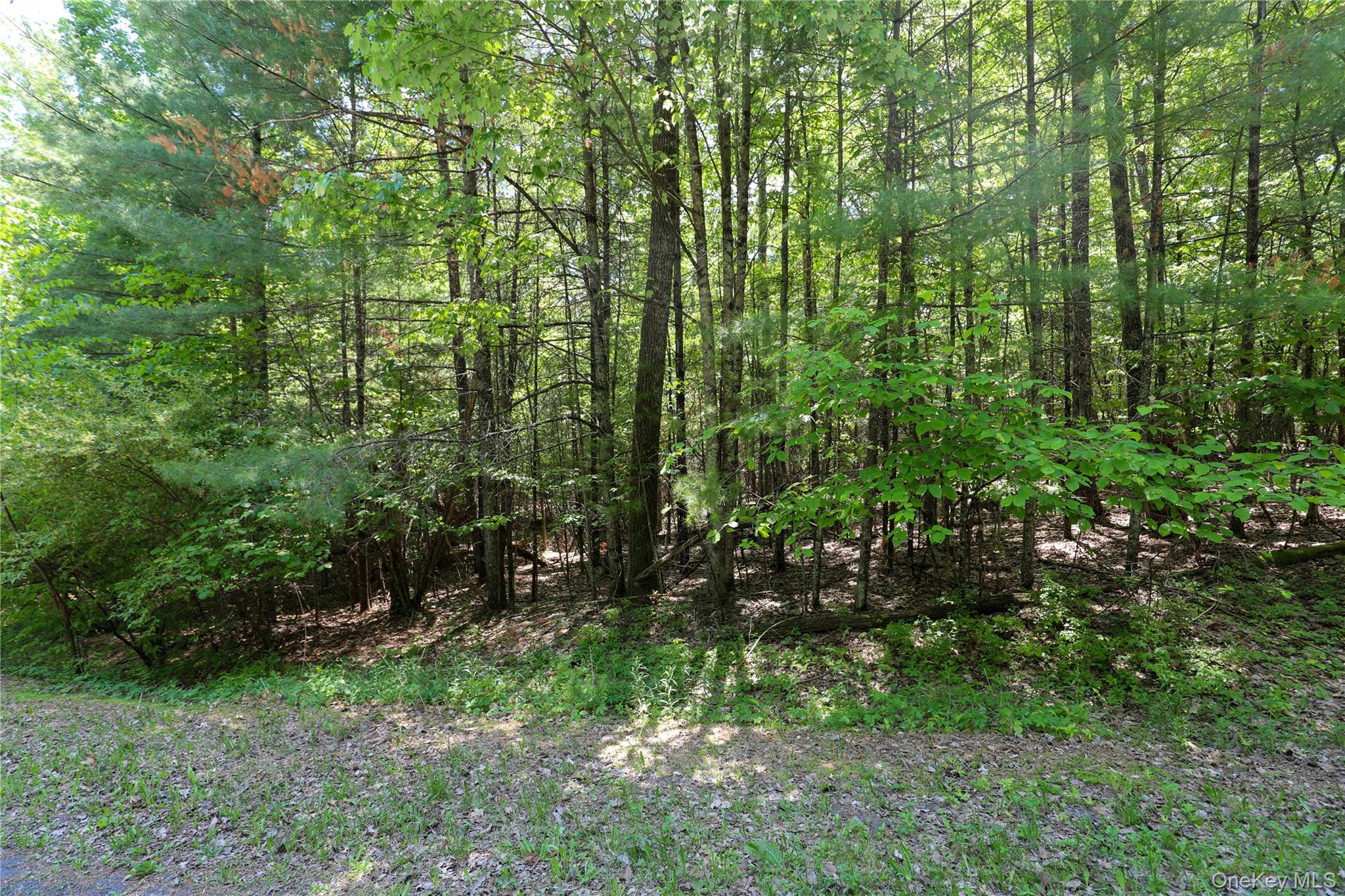 Tbd Bristol Hill Road Hurley, NY 12443 - Photo 14 of 17 a view of forest