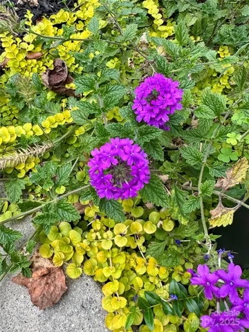 a view of a flower in a yard