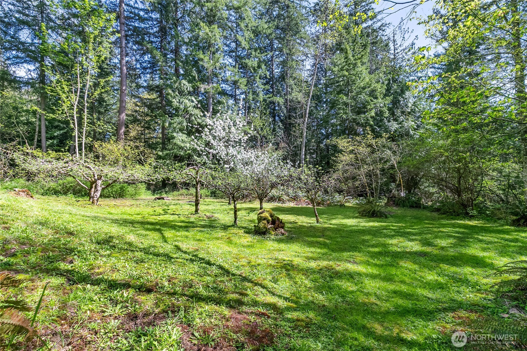 2490 Goshen Road Bellingham, WA 98226 - Photo 32 of 40 a big yard with lots of green space and trees
