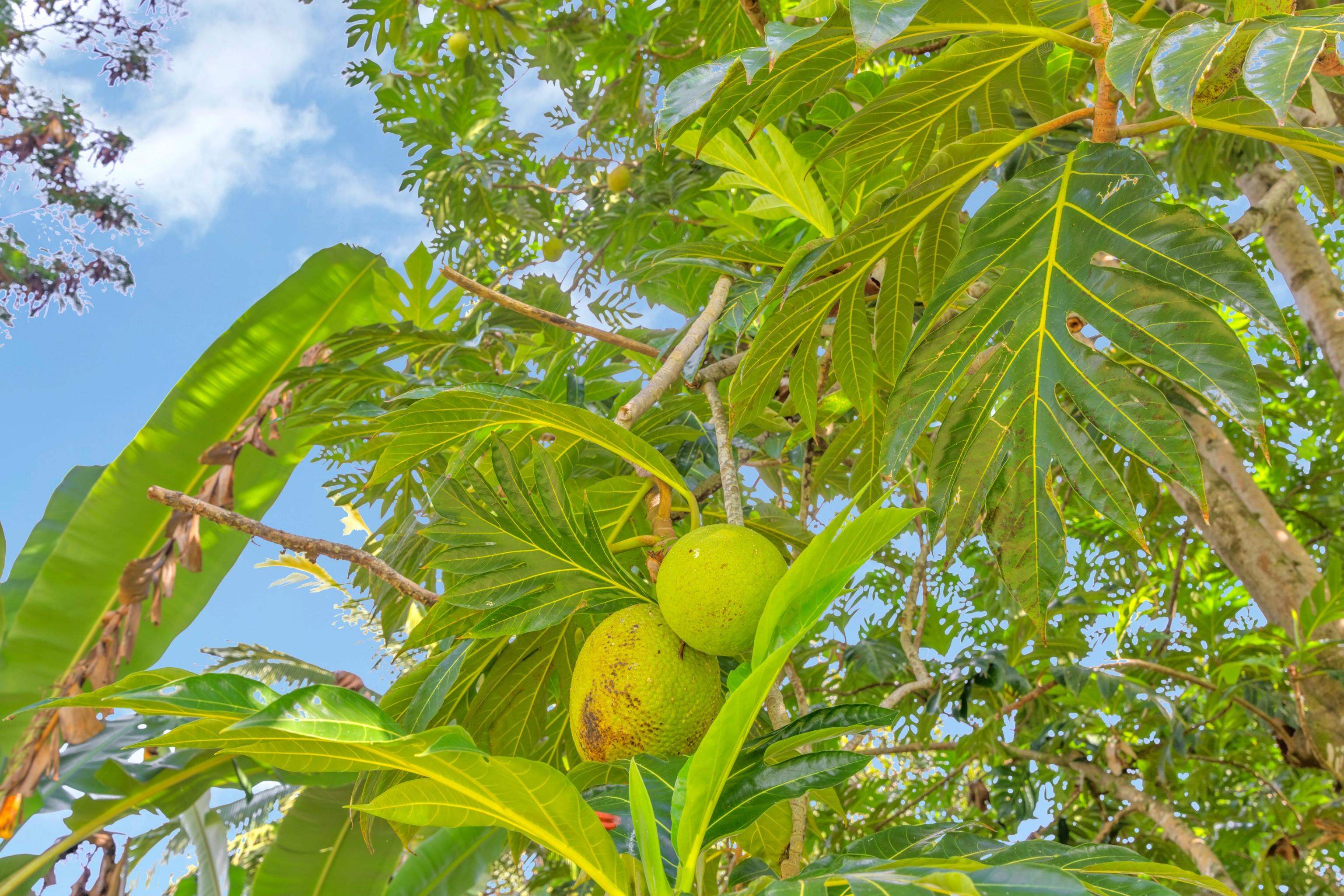 4685 Uakea Road Hana, HI 96713 - Photo 47 of 50 a view of a yard