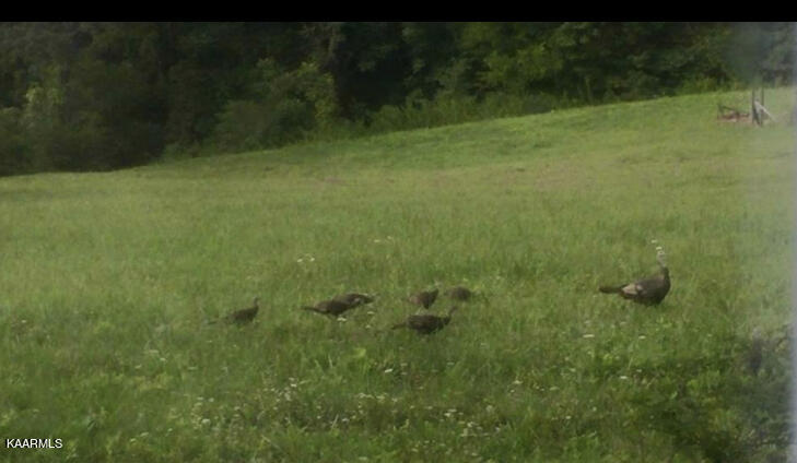 743 Jordan Road Washburn, TN 37888 - Photo 54 of 58 image 7