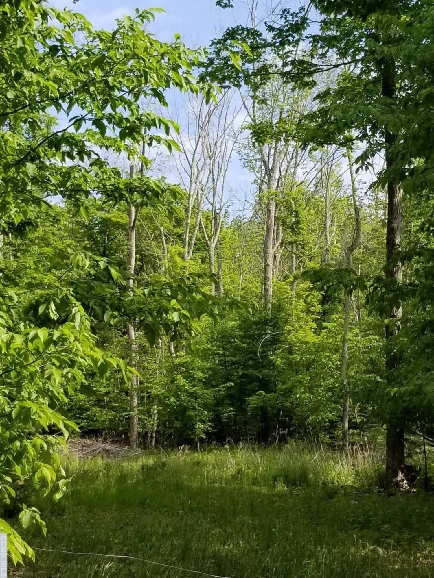 0 Zinno Road Windham, NY 12496 - Photo 10 of 13 Photo 10