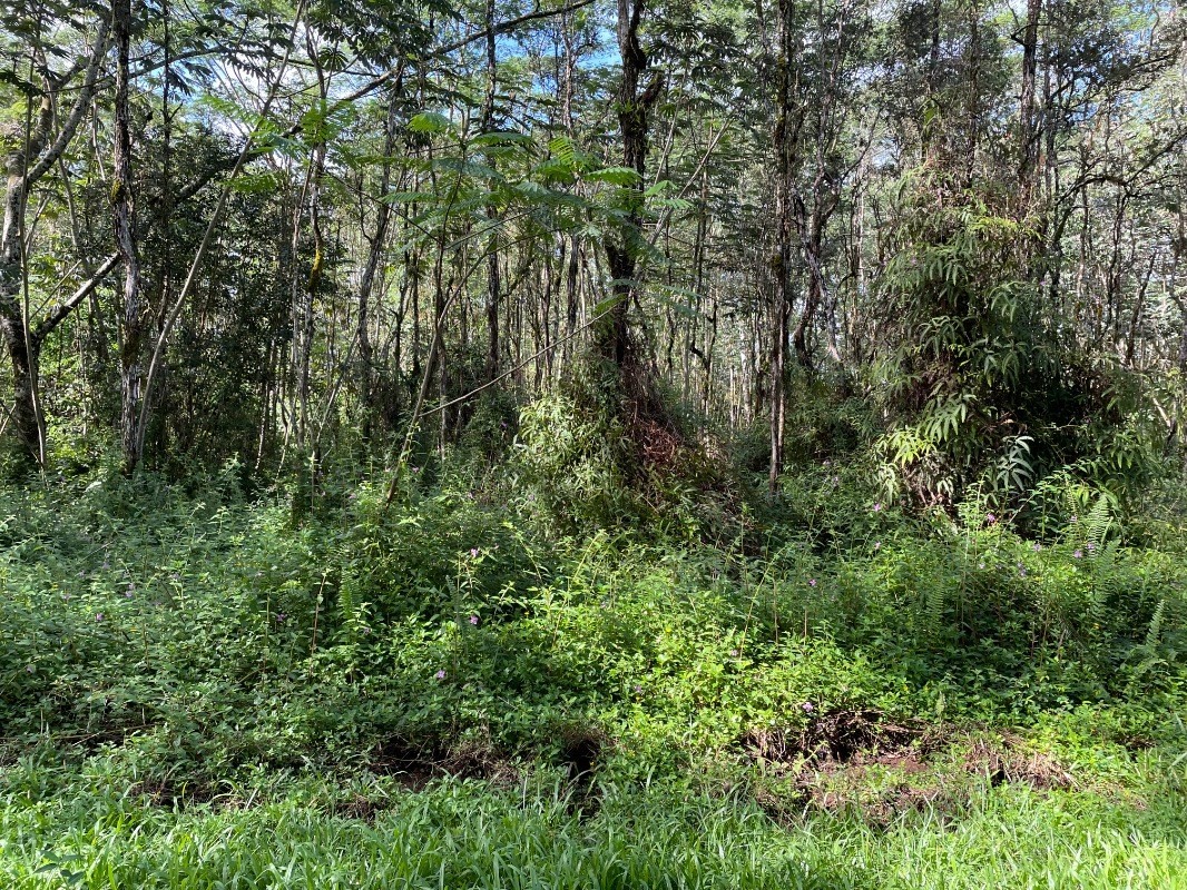 14-3350 Alii Road Pahoa, HI 96778 - Photo 2 of 6 Gallery Image 2