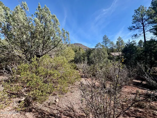 a view of a bunch of trees