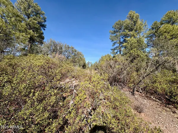 a view of a dry yard