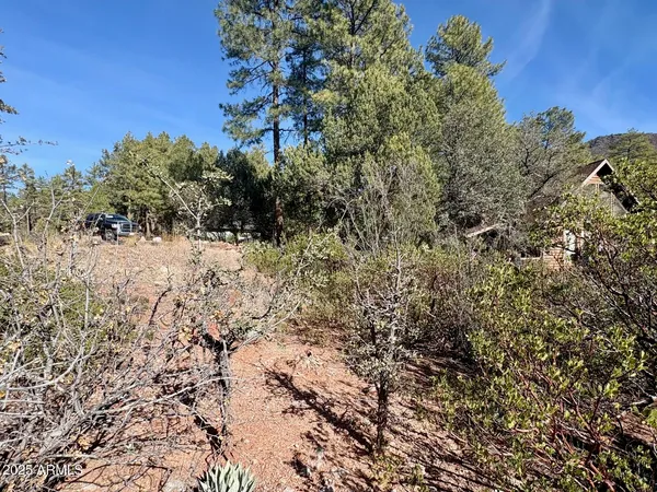 a view of a forest filled with trees