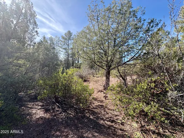 a view of a bunch of trees