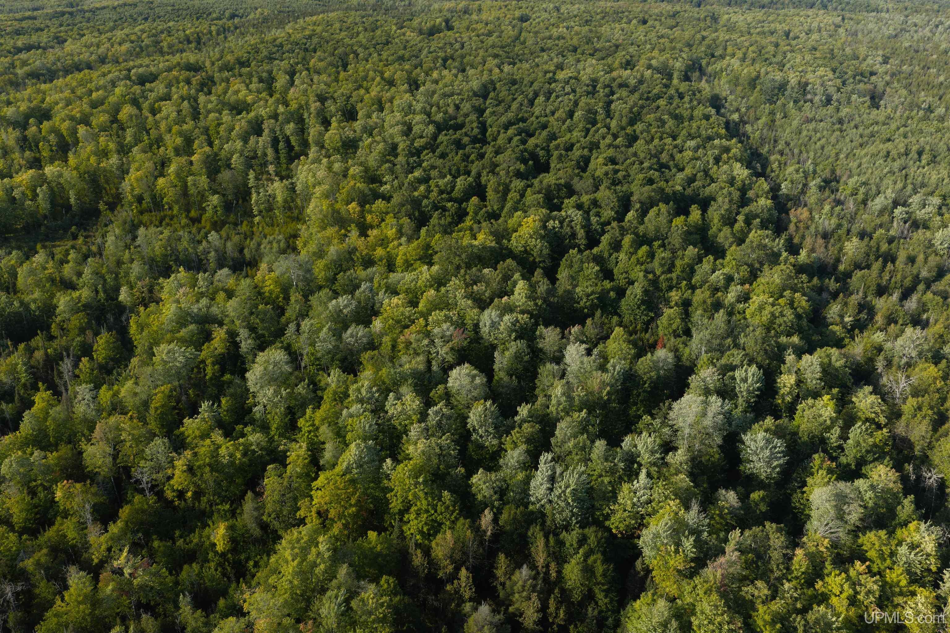 Tbd 40 Acres Parcel B Diffin Road Chatham, MI 49816 - Photo 3 of 14 Gallery Image 3