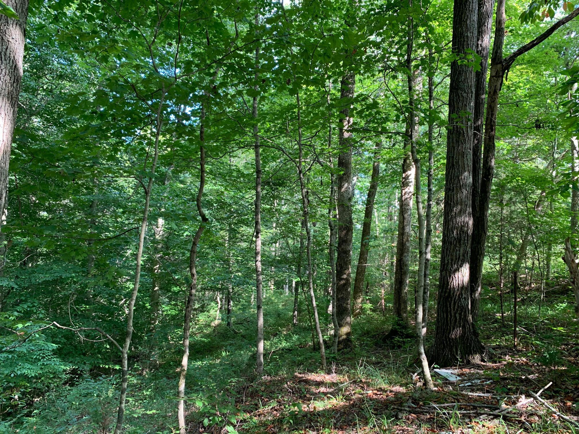 799 Lynch Road Russell Springs, KY 42642 - Photo 21 of 34 IMG_4109