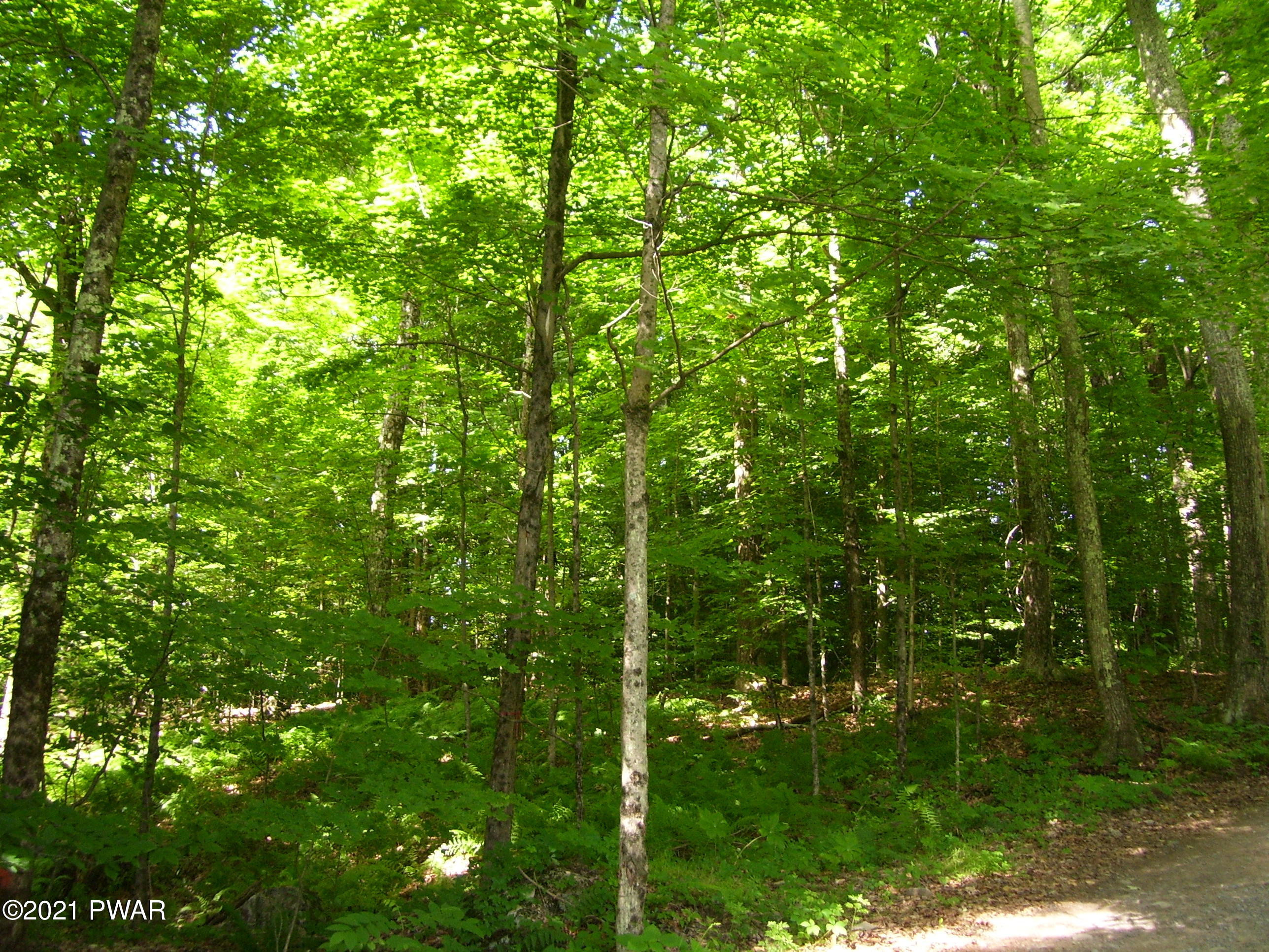 0 Forks Bridge Road Newfoundland, PA 18445 - Photo 9 of 16