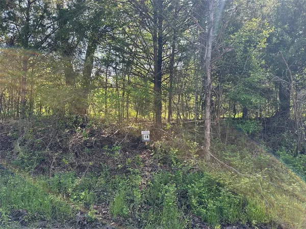 a view of forest