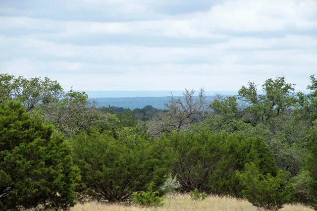 view of a bunch of trees
